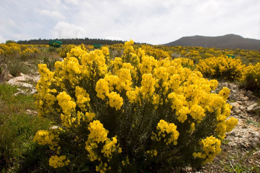 Ханибуш куст