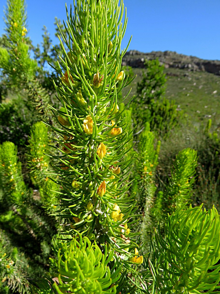 Листья и побеги аспалатуса