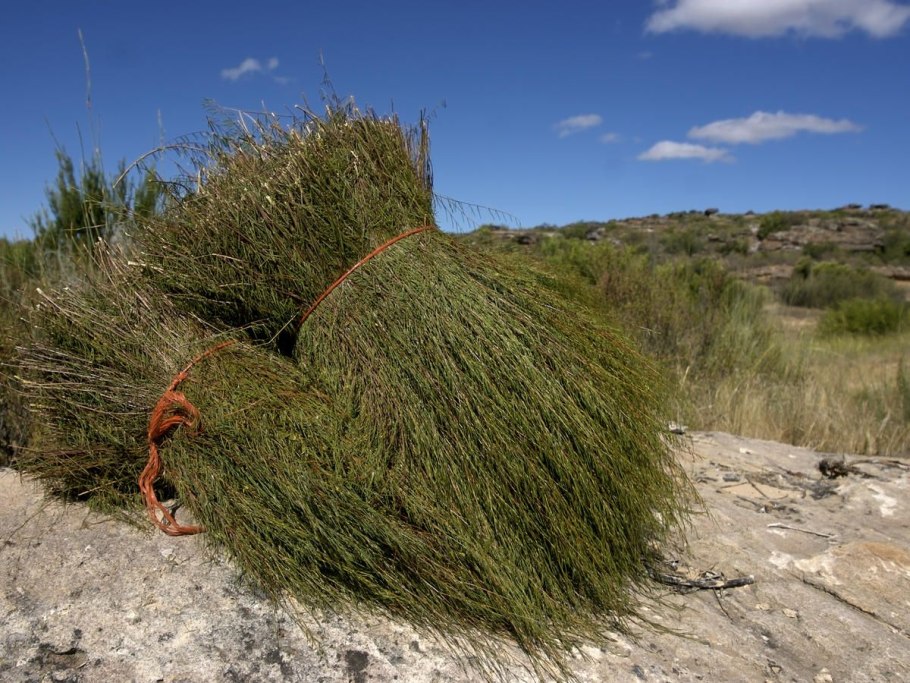 Ройбуш кустарник