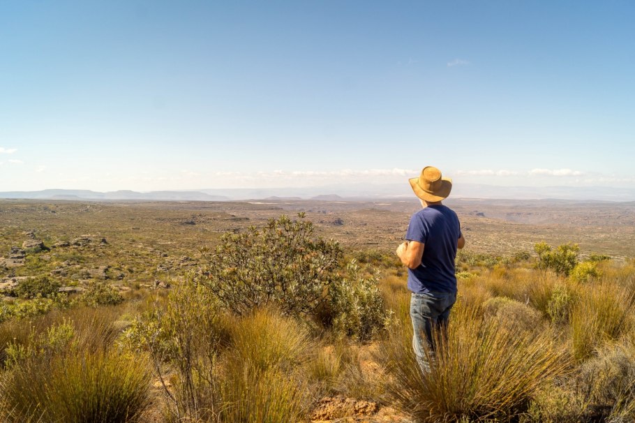 Кустарники семейства бобовых