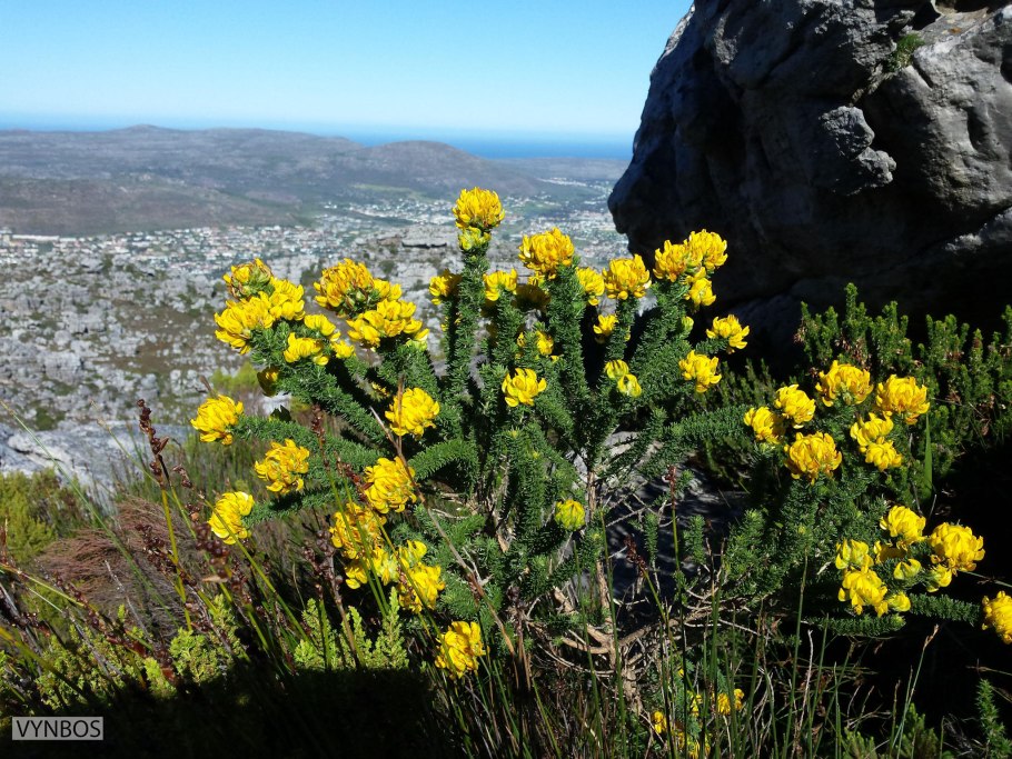 Трава аспалатуса(ройбос)