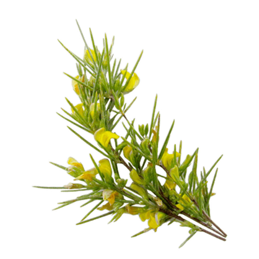 Ройбуш Земляничный южноафриканский чай