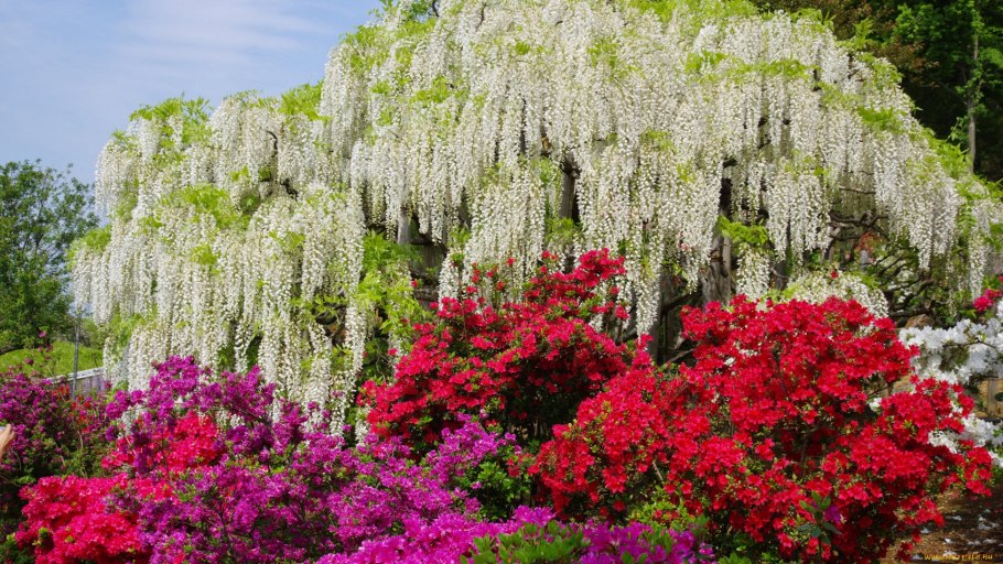 Красивоцветущие кустарники Черногории