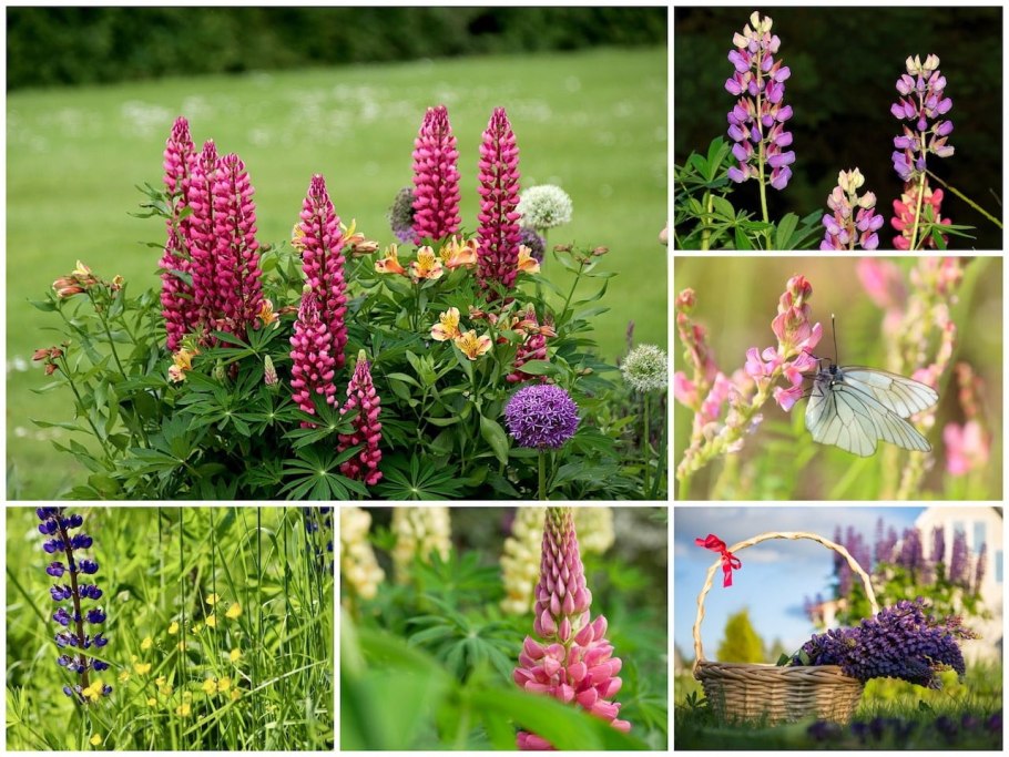 Цветы многолетники для дачи Люпин