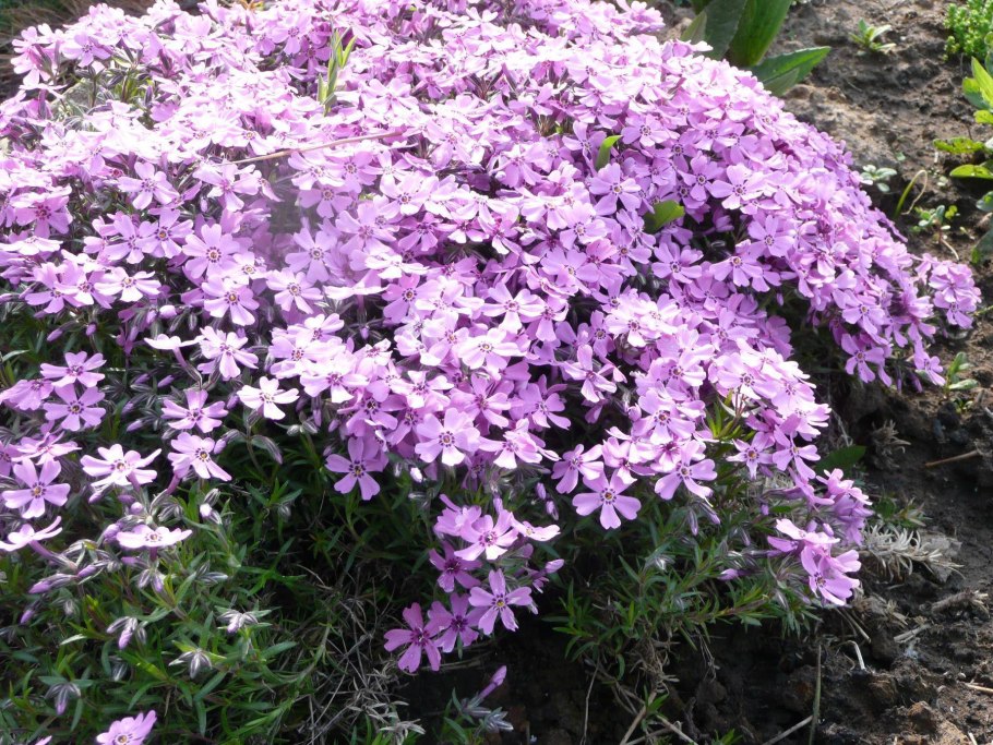 Флоксы шиловидные многолетние