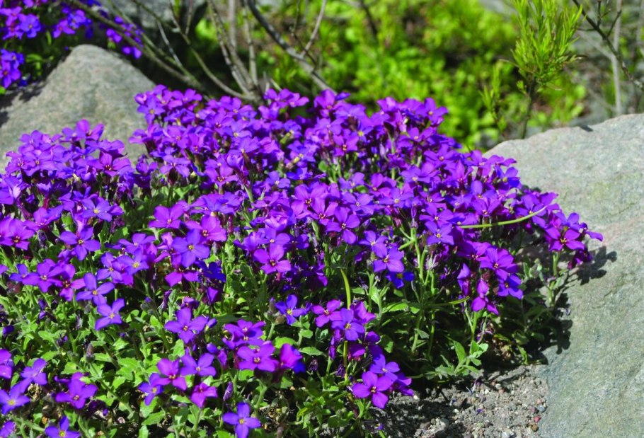 Обриета (аубреция)