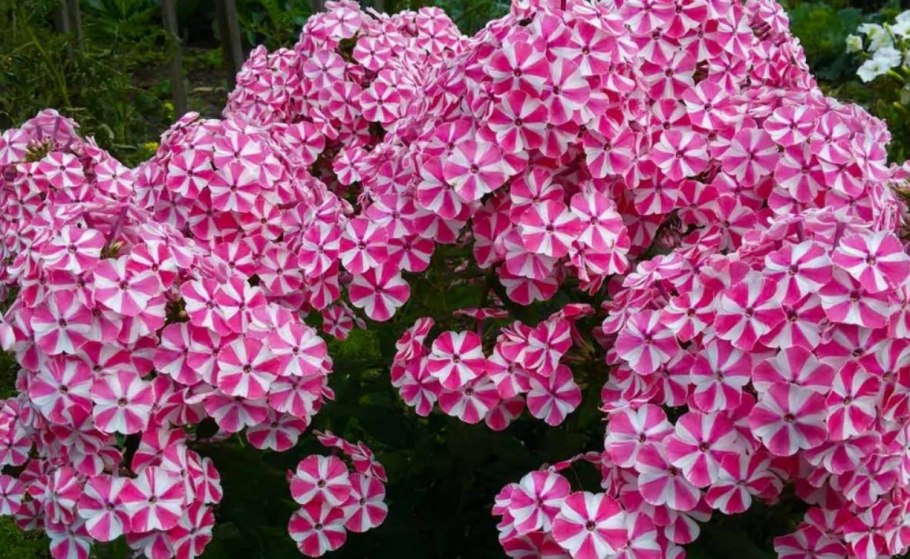 Флоксы цветы