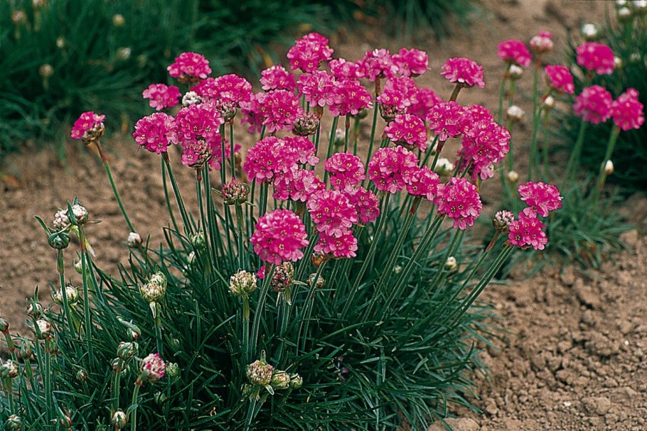 Армерия Приморская (Armeria maritima)