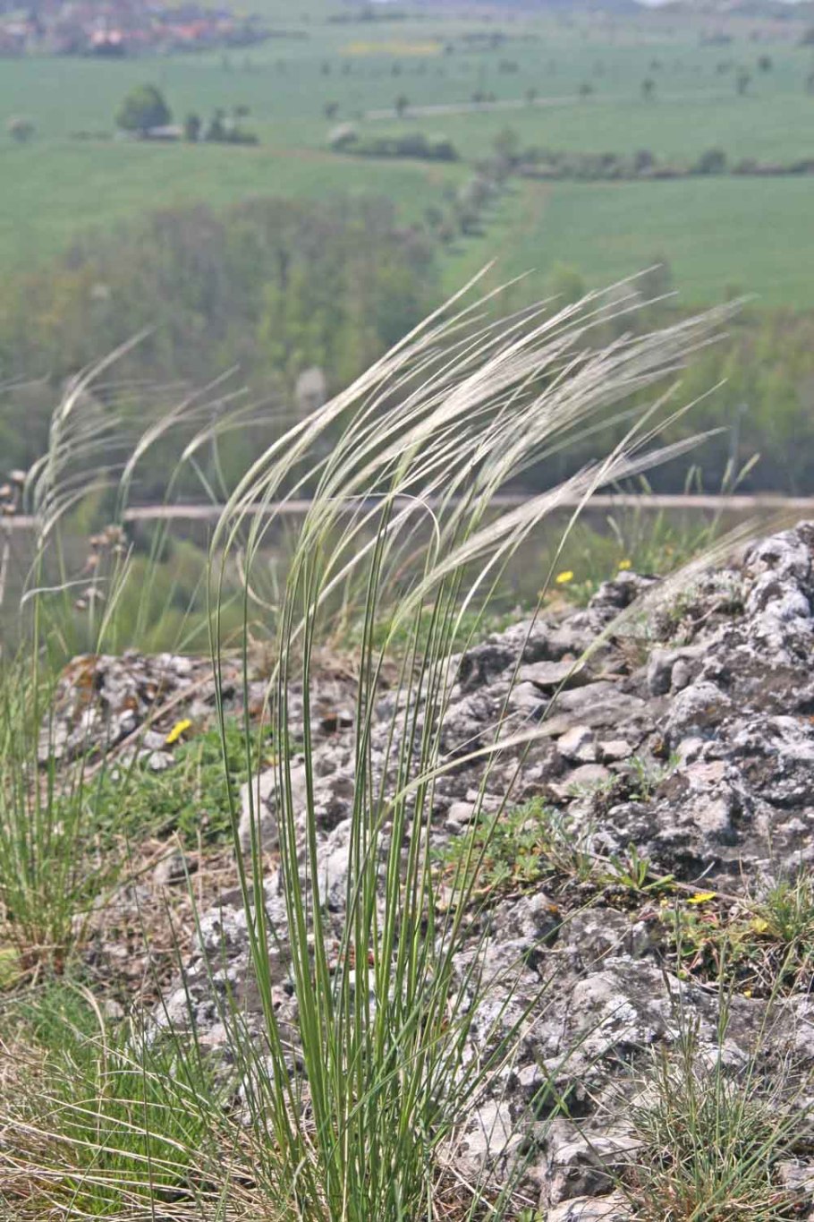 Ковыль (Stipa)