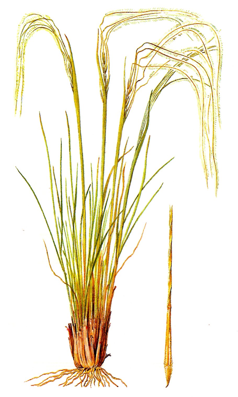 Ковыль перистый