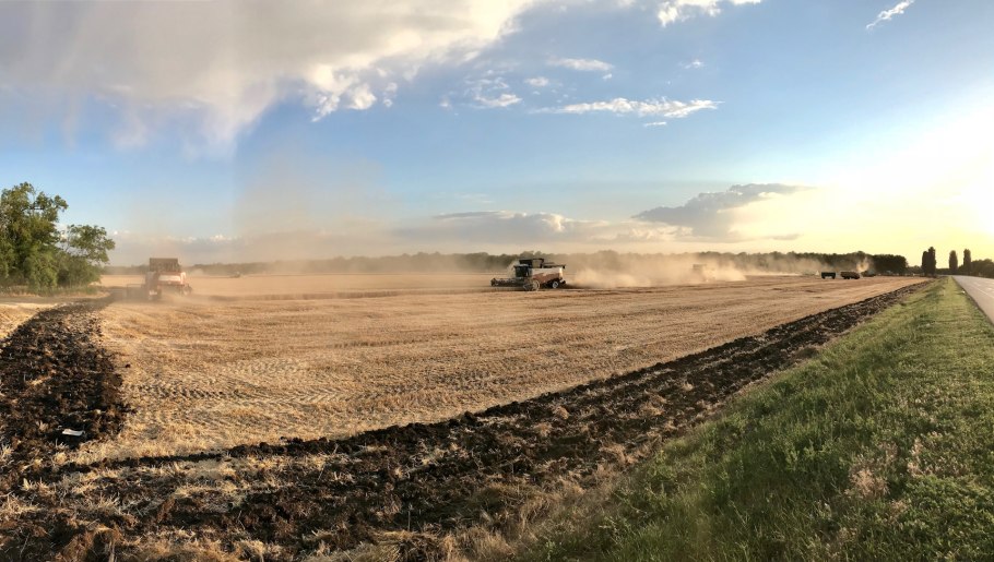 Овсяница Луговая (Festuca pratensis)