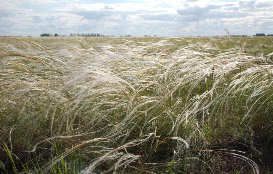 Теньковская Ковыльная степь