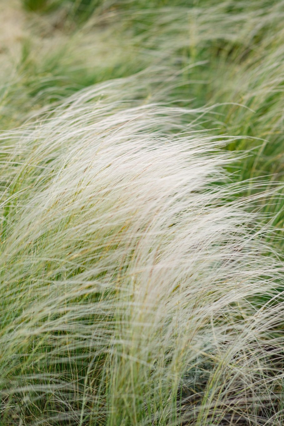Ковыль перистый (Stipa pennata)