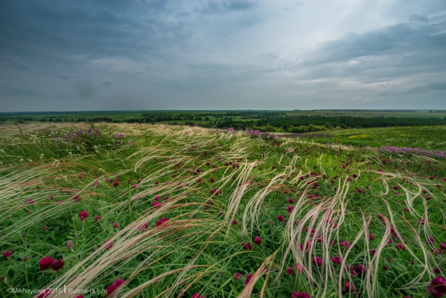 Ковыль перистый (Stipa pennata l.)