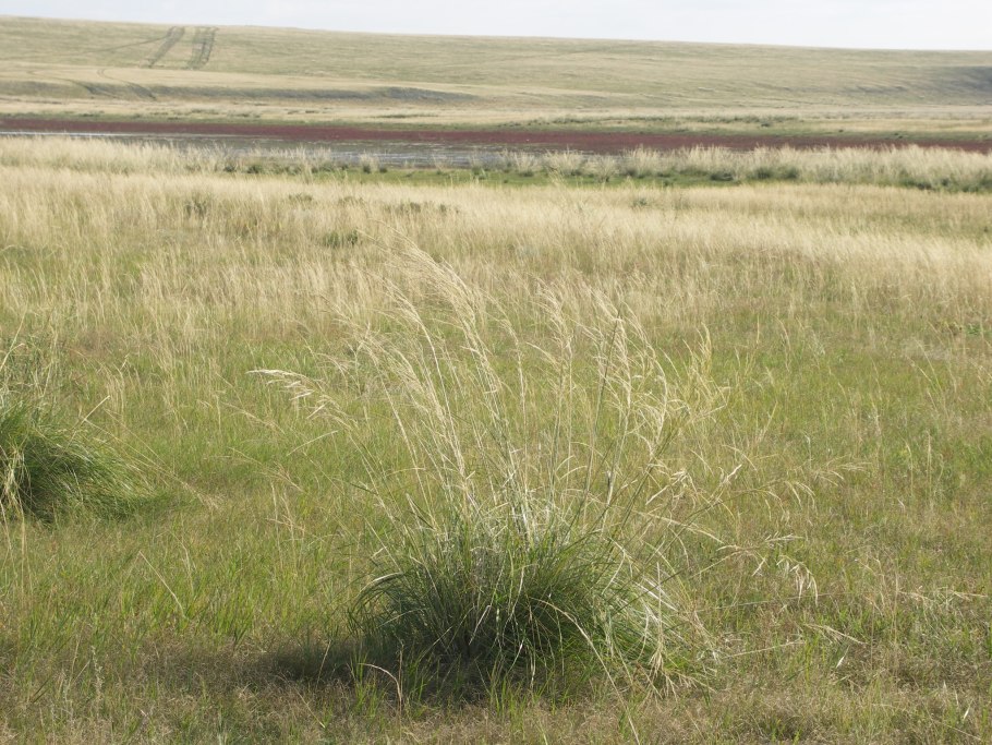 Ковыль перистый (Stipa pennata l.)