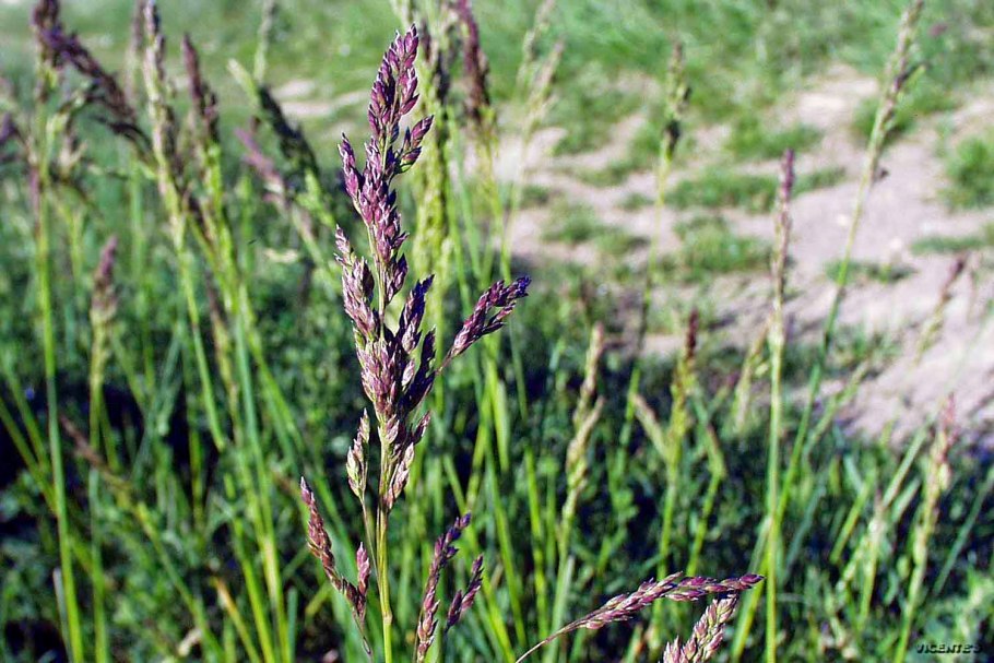 Сиреневый ковыль