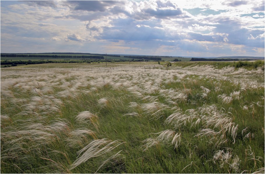 Ковыль перистый (Stipa pennata l.)