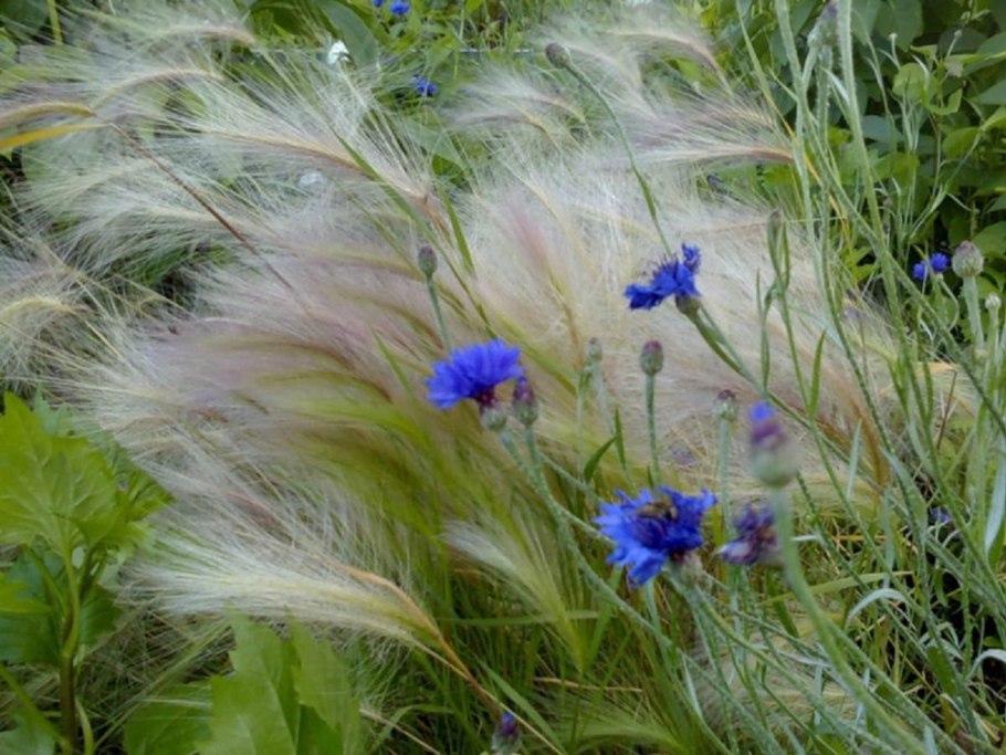 Ковыль Сырейщикова