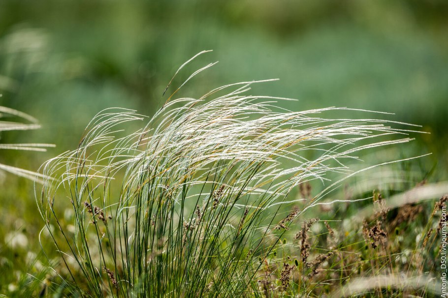 Festuca rubra rubra