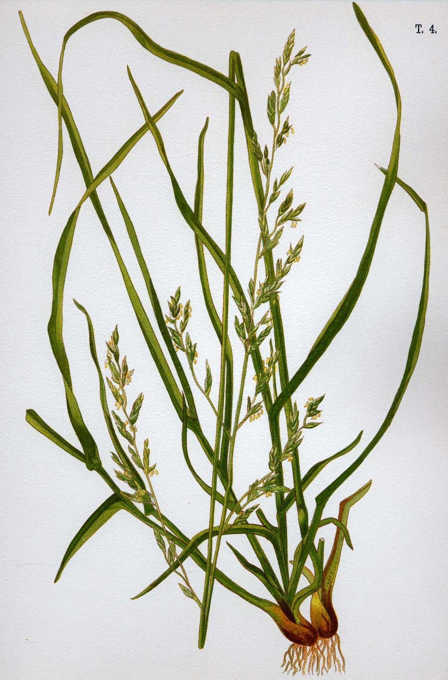 Овсяница луговая (festuca pratensis)