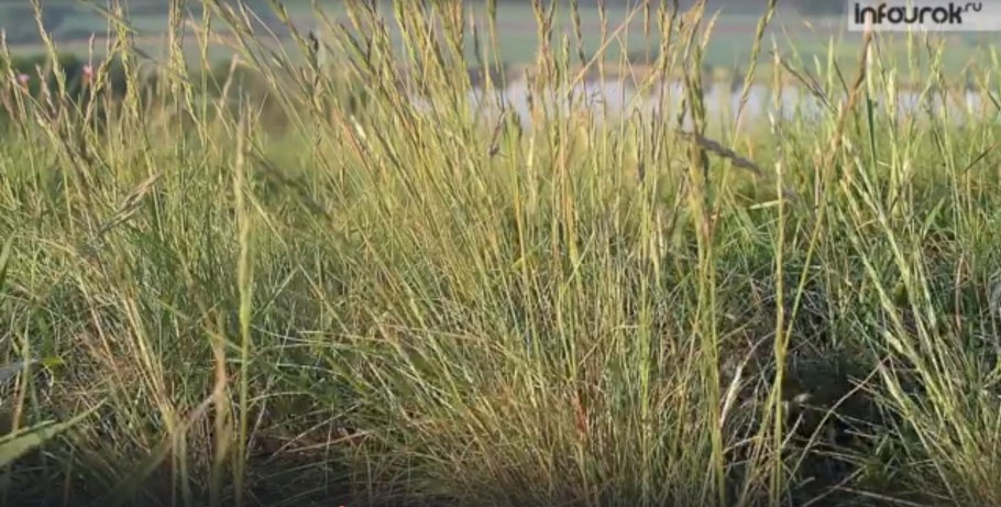 Мискантус сахароцветный Miscanthus sacchariflorus