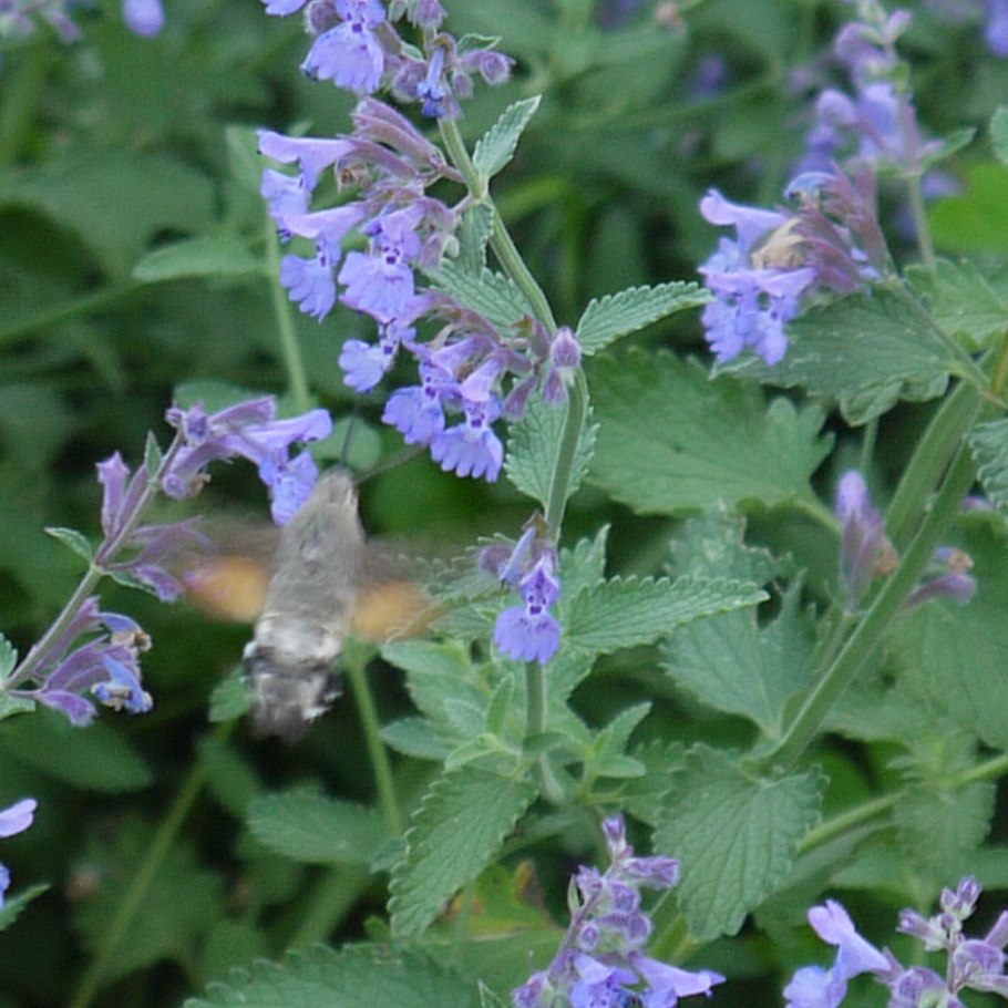 Котовник голубой ковёр