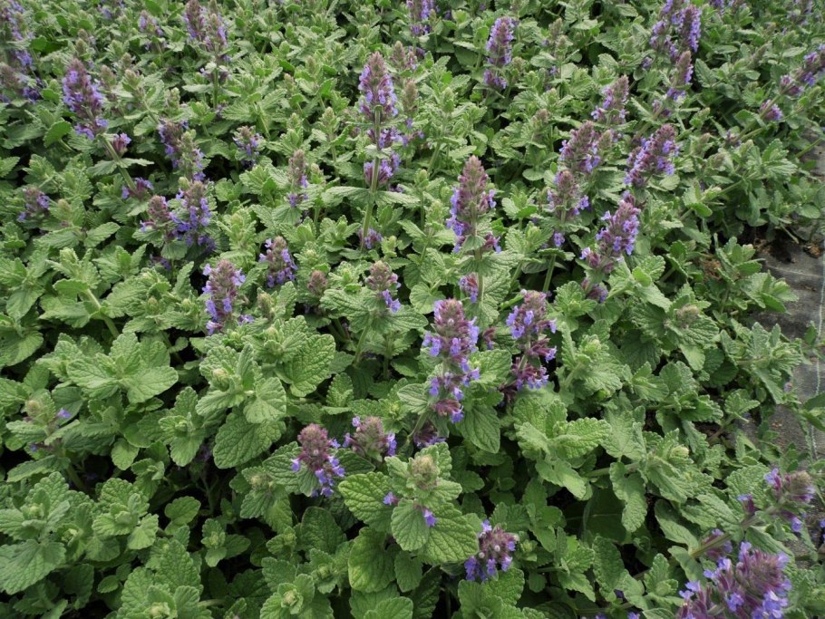 Непета растение