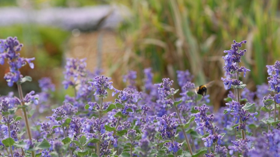 Котовник Суперба