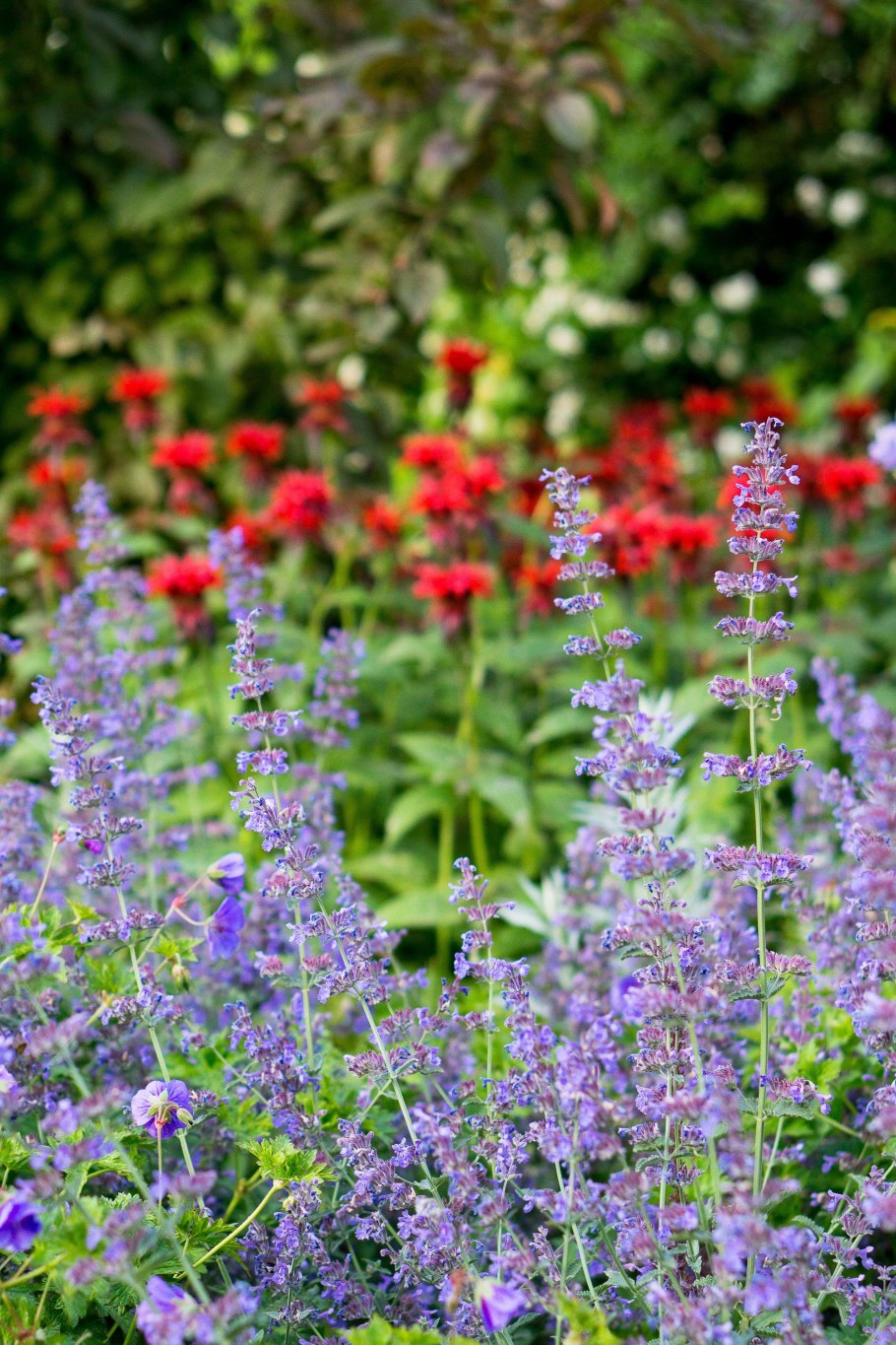 Котовник Фассена Блю Вандер