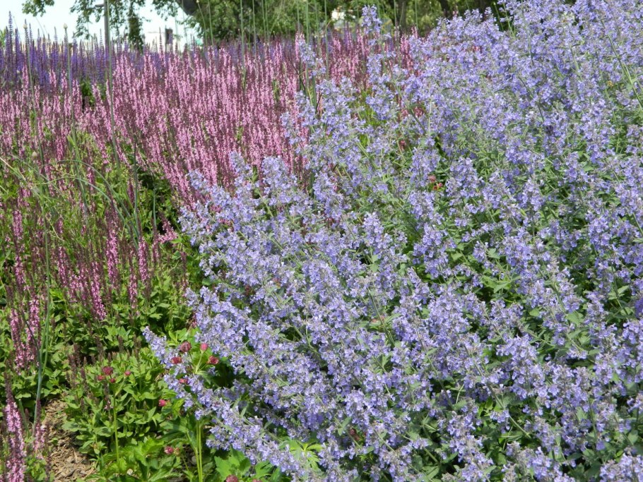 Котовник Мусина