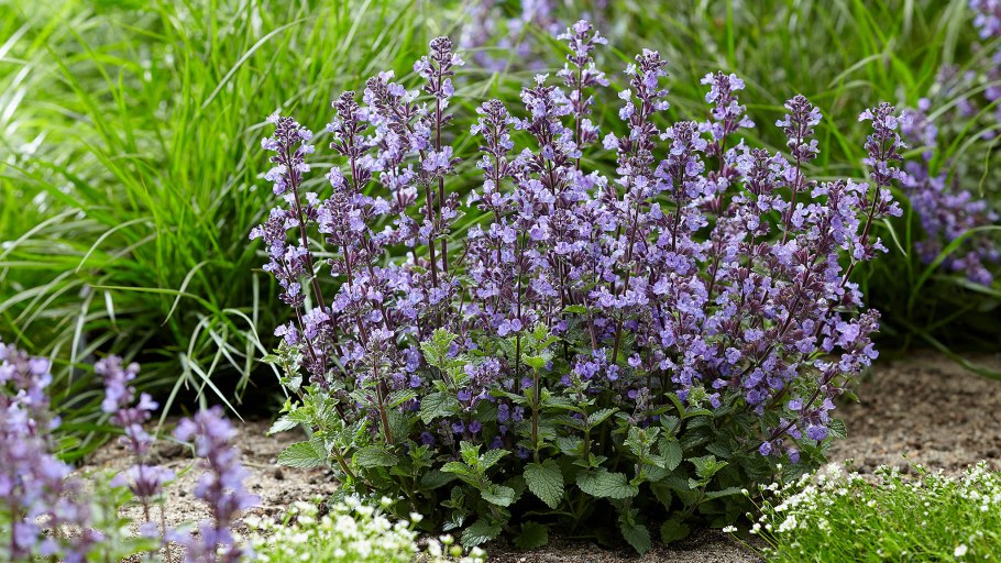 Котовник Чегемский