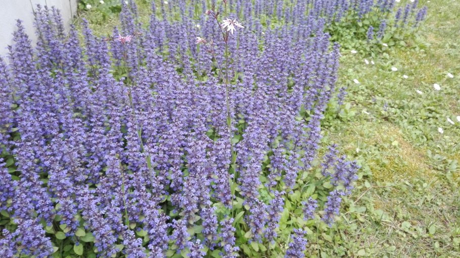 Котовник Фассена 'Kit Cat'