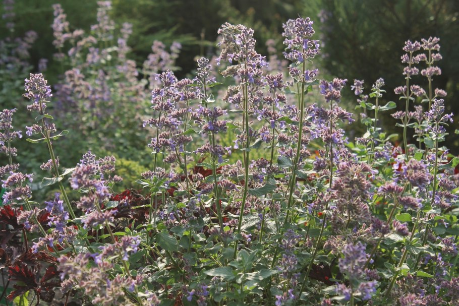 Котовник бархат