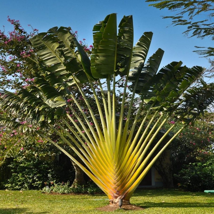 Равенала Мадагаскарская