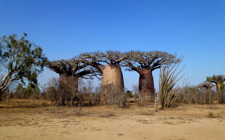 Флора Мадагаскара Мадагаскара