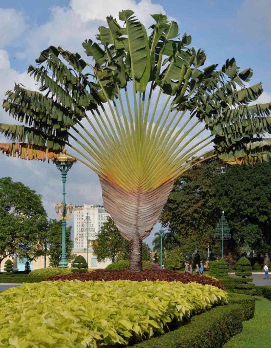 Равенала Мадагаскарская