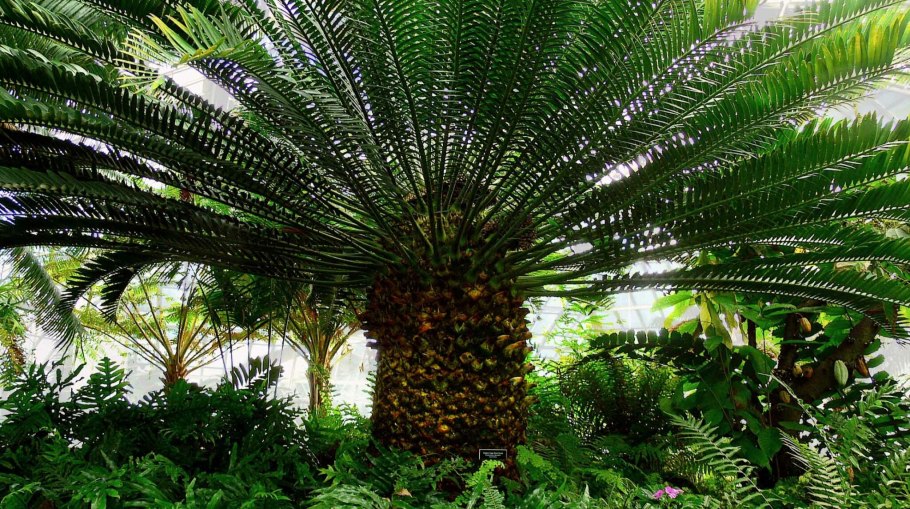 Умбертия Мадагаскарская