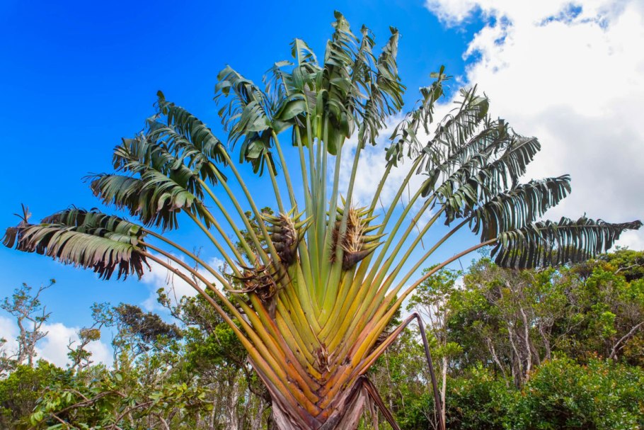 Веерная банановая Пальма