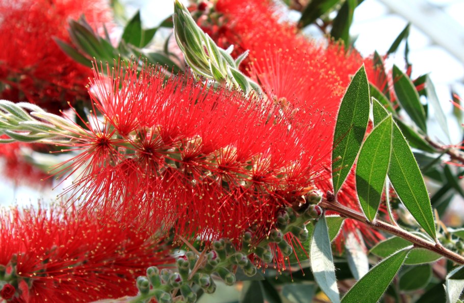 Цветок каллистемон