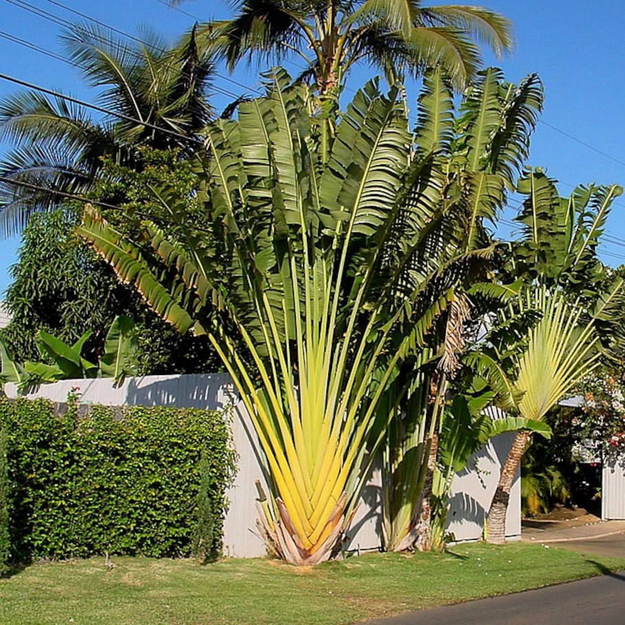 Равенала Мадагаскарская