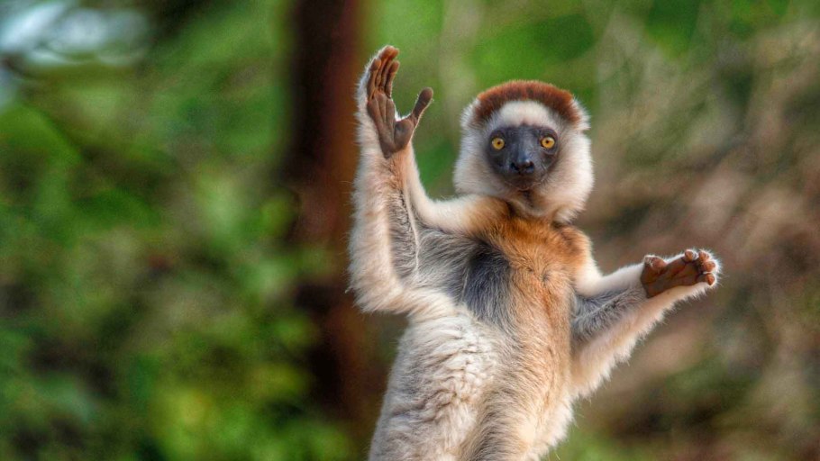 Лапа лемура Мадагаскар