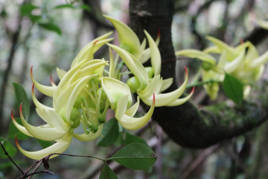 Флора Мадагаскара