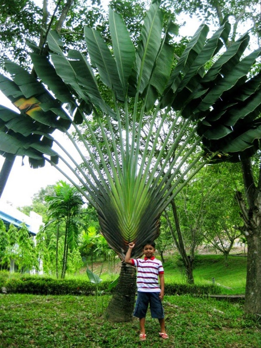 Равенала Мадагаскарская комнатная