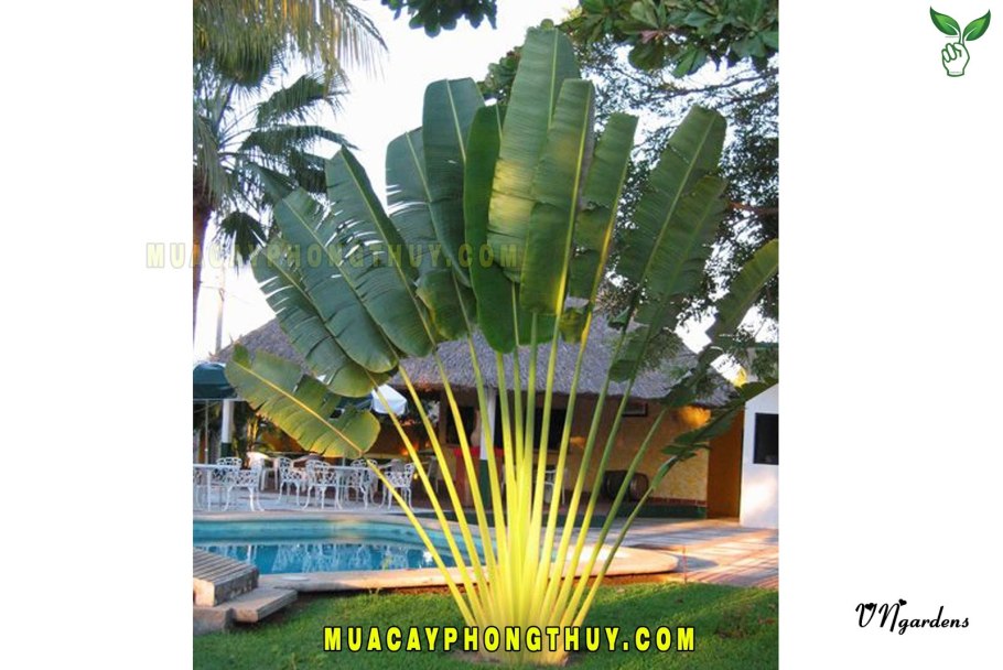 Ravenala madagascariensis домашний