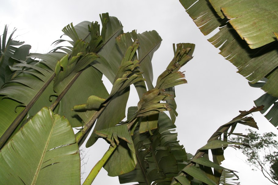 Равенала в квартире