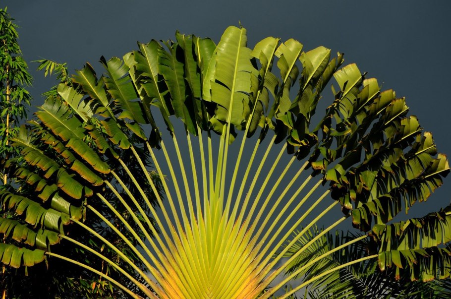 Пальма равенала Мадагаскарская