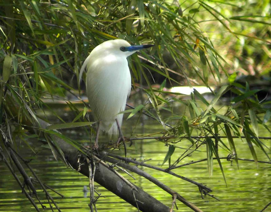 Животный и растительный мир Мадагаскара