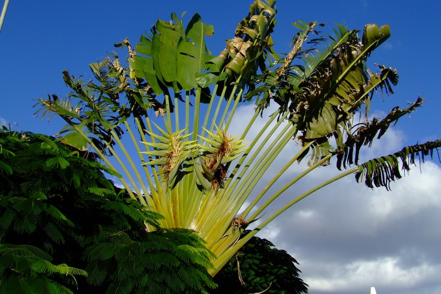 Пальма равенала Мадагаскарская