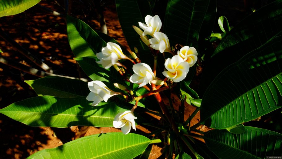 Мадагаскарский цветок