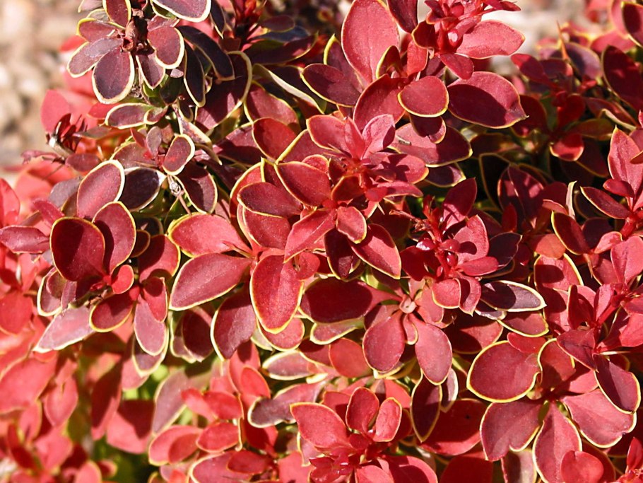 Барбарис Тунберга Atropurpurea